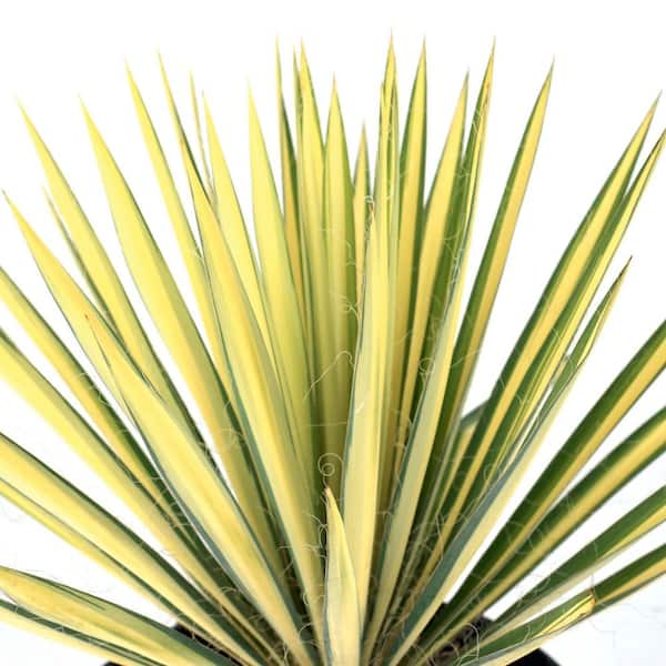 national PLANT NETWORK 3 gal. Yucca Color Guard Perennial Plant