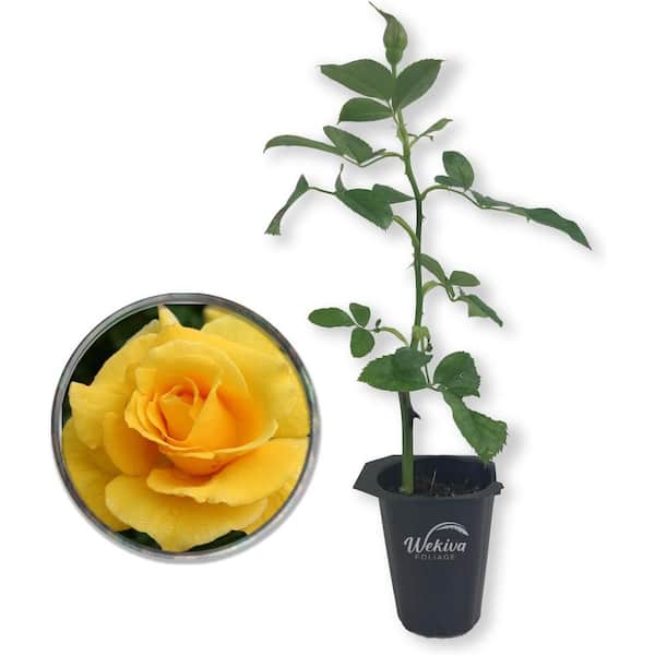 Wekiva Foliage Midas Touch Rose Bush-Live Starter Plant in a 2 Inch Pot-Beautifully Fragrant Heirloom Rose from Florida