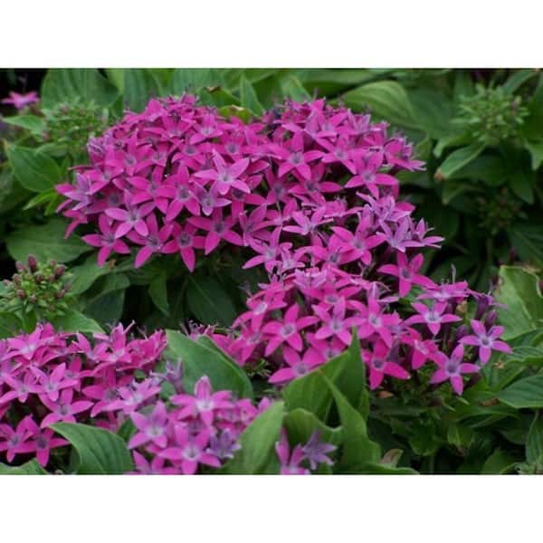 1.38 Pt. Penta Plant Violet Flowers in 4.5 In. Grower's Pot (4-Plants)