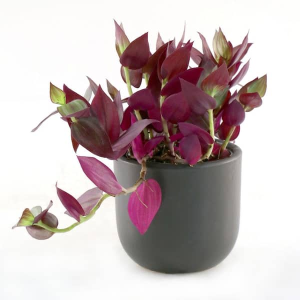 national PLANT NETWORK 4 in. Tradescantia Red Zebrina Plant in Grower Container (3-Pack)