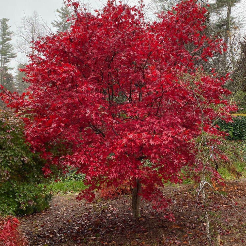 Mapleです。 7 Gal. Emperor I Japanese Maple Ornamental Tree MAPJEM07G