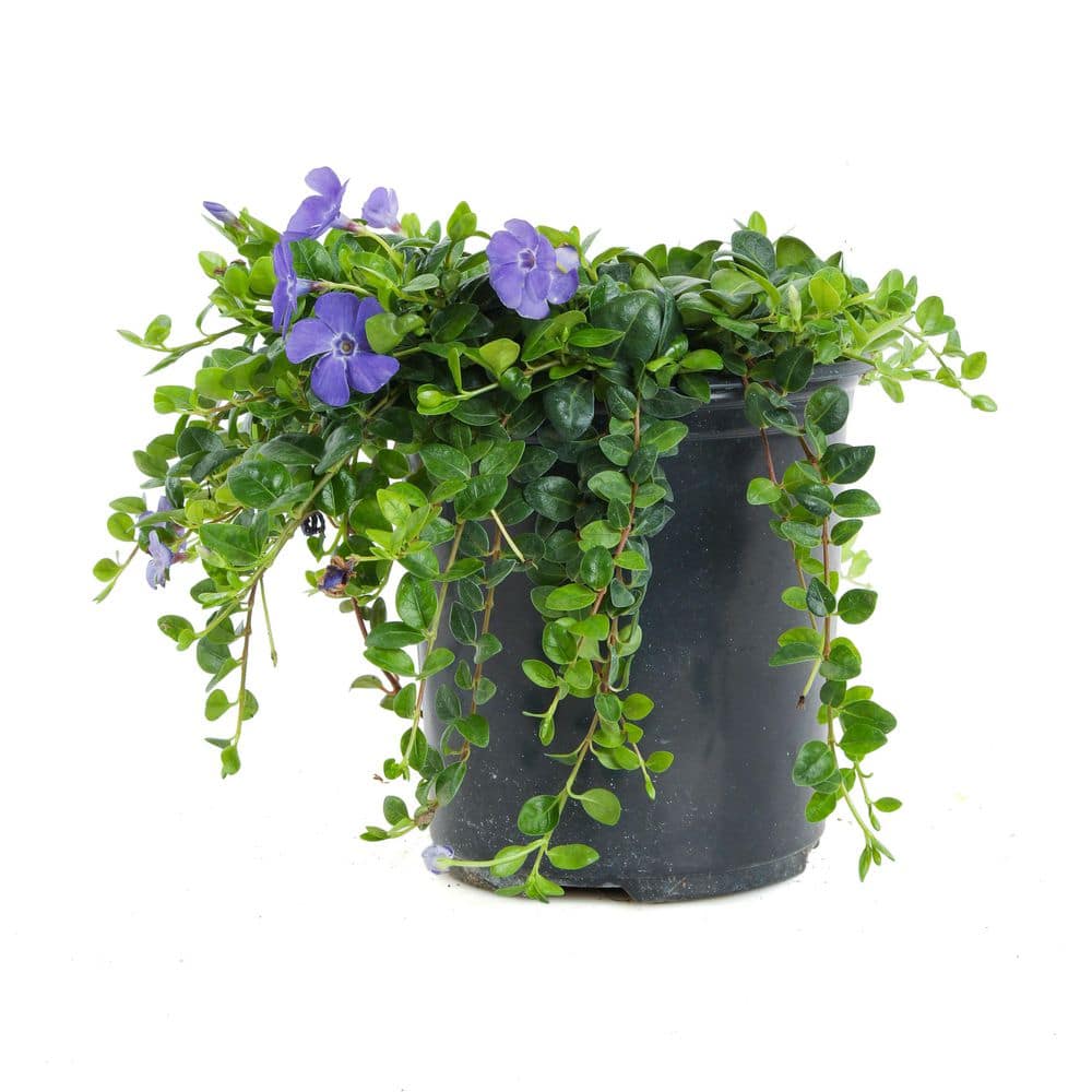 1 Gal. Bowles Mauve Vinca Minor Annual Plant with Blue Flowers (2-Pack) price history on PriceWatchPro