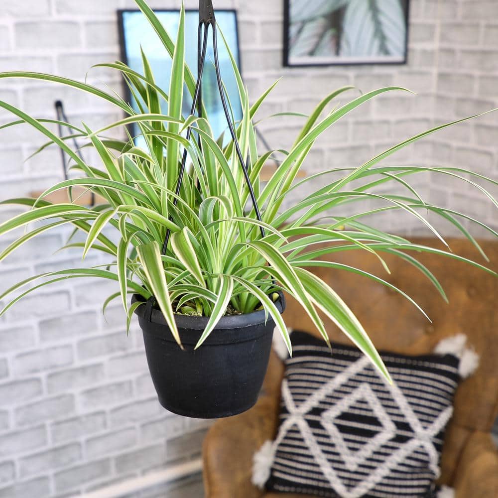12-Inch Green and White Spider Plant in Black Plastic Hanging Planter