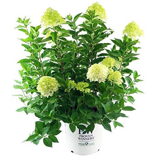 PROVEN WINNERS 3 gal. Limelight Hydrangea, Live Plant with White and Lime to Pink Flowers, Zone 4-8 (1 Pack)