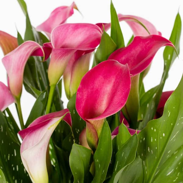 Calla Lily Bulbs Airbrush