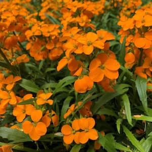 3,25 in. Sunstrong Orange Wallflowers Erysimum Perennial Plant with Orange Flowers - 3 Piece