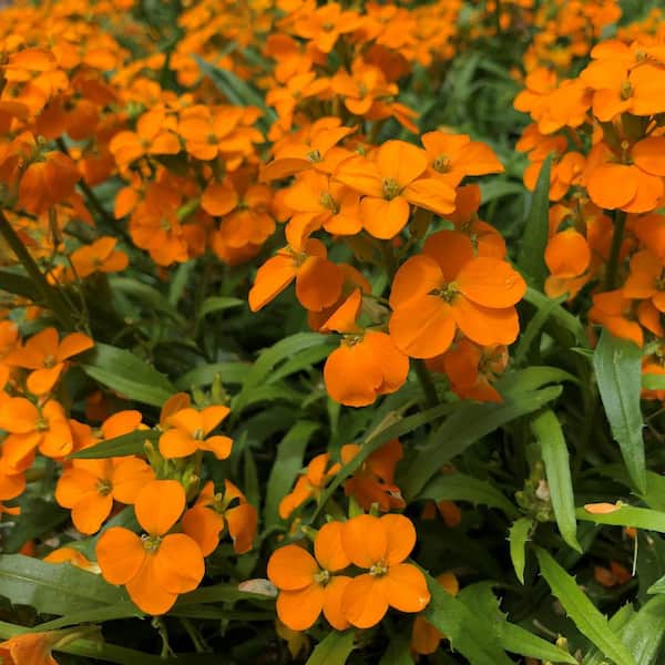 national PLANT NETWORK 3,25 in. Sunstrong Orange Wallflowers Erysimum Perennial Plant with Orange Flowers - 3 Piece