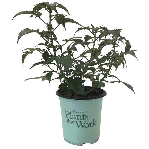 Plants That Work Rose Mallow (Hibiscus) Summer In Paradise (Live Plant)