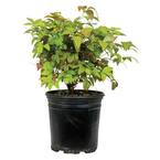 2.5 Qt. Firepower Dwarf Nandina (Heavenly Bamboo), Live Evergreen Shrub, Bright Red Winter Foliage