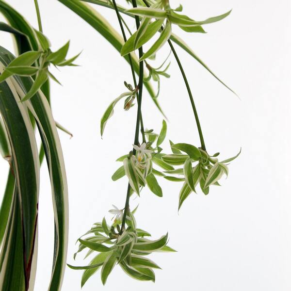 national PLANT NETWORK 4 in. Chlorophytum Variegated Irish Spider Plant in  Grower Containers (3-Pack) HD2298 - The Home Depot