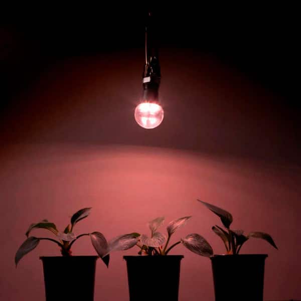 40-Watt E26 52.54 PPF Wide Spectrum Grow Light Bulb with E26 Base for Plant Growing, a Light Bulb Included (4-Pack)