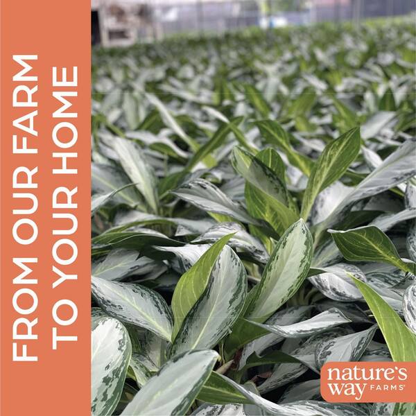 NATURE'S WAY FARMS 10 in. Golden Bay Aglaonema Indoor Tropical