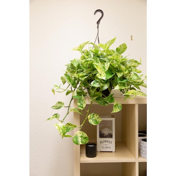 EXOTIC ANGEL 8 in. Assorted Mix Angel No Ivy Plant in Hanging