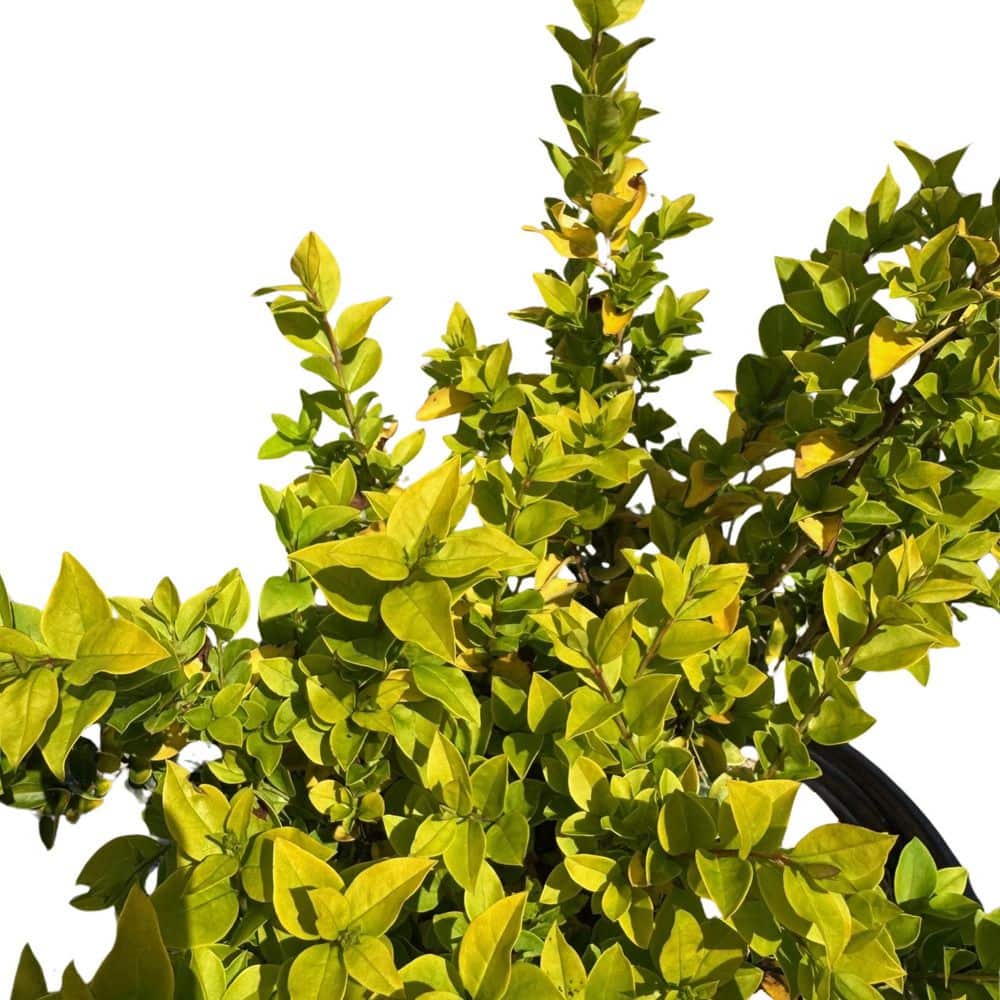"#2 container Ligustrum 'Golden Ticket' shrub (2-pack)" price history on PriceWatchPro