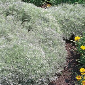 2.5 Qt. Silver Mound Mugwort Wormwood Plant
