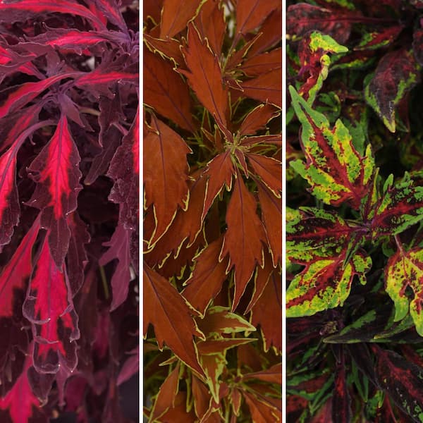 national PLANT NETWORK 2.5 in. Coleus Flame Thrower Annual Plant Collection (6-Pack)