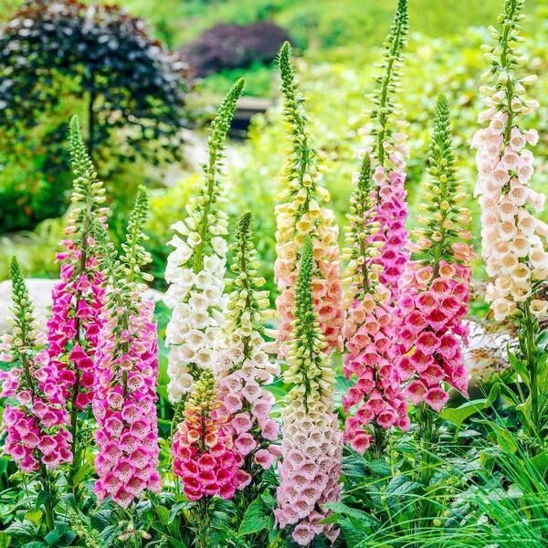 Spring Hill Nurseries Foxglove (Digitalis) Mixture Live Bareroot Perennial Plants Multi-Colored Flowers (3-Pack)