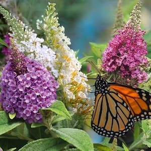 3.25 in. Bloomables Dwarf Dapper Buddleia Butterfly Bush Collection with White, Pink, and Lavender Flowers (3-Piece)
