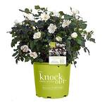 2 Gal. White Knock Out Rose Bush with White Flowers