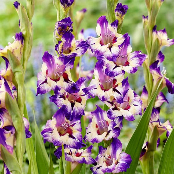 VAN ZYVERDEN Van Zyverden Gladiolus Large Flowering Circus Color Set of 12 Bulbs