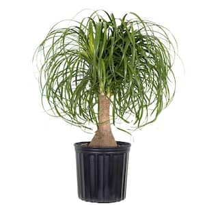 Ponytail Palm Beaucarnea recurvata Live Houseplant in 9.25 inch Grower Pot