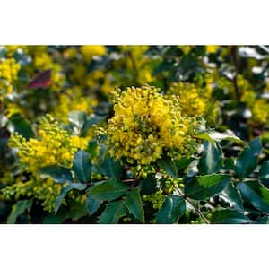 1 gal. Oregon Grape Flowering Shrub with Evergreen and Burgundy Foliage, Yellow Flowers and Blue Fruit (2-Pack)