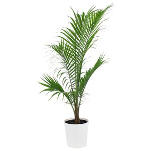 1.9 Gal. Majesty Palm Plant in 9.25 in. Designer Pot