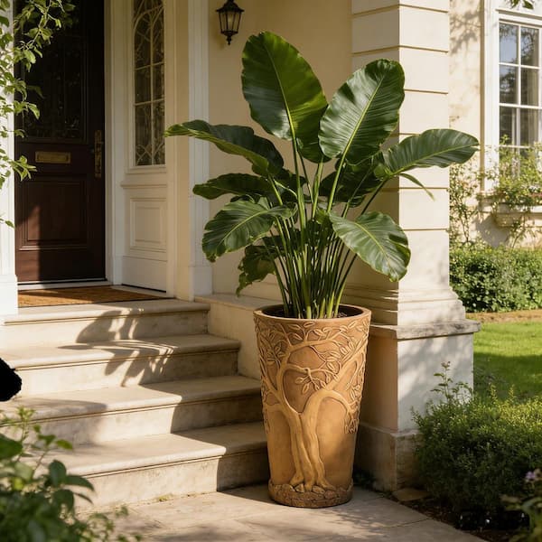 rubber plant tall Full Size Rubber Tree STD  Dahing Plants