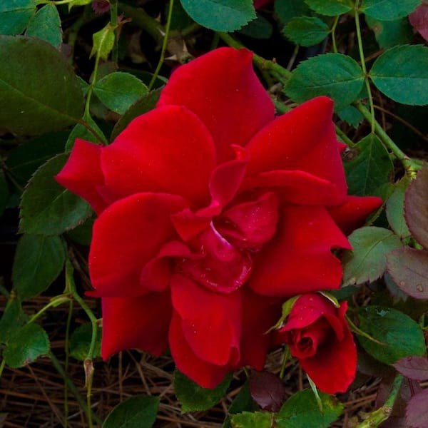 Southern Living Plant Collection 2 Gal. Majesty Shrub Rose - Velvety Red Blooms