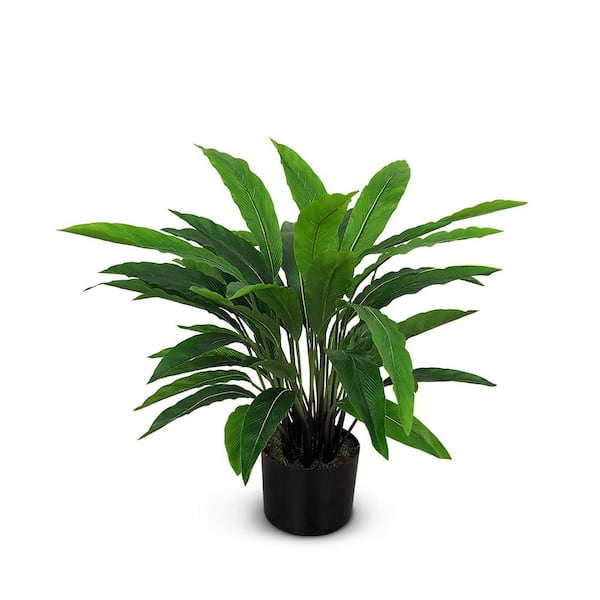 Unbranded Botanical 1.8 ft. Artificial Calathea in Pot