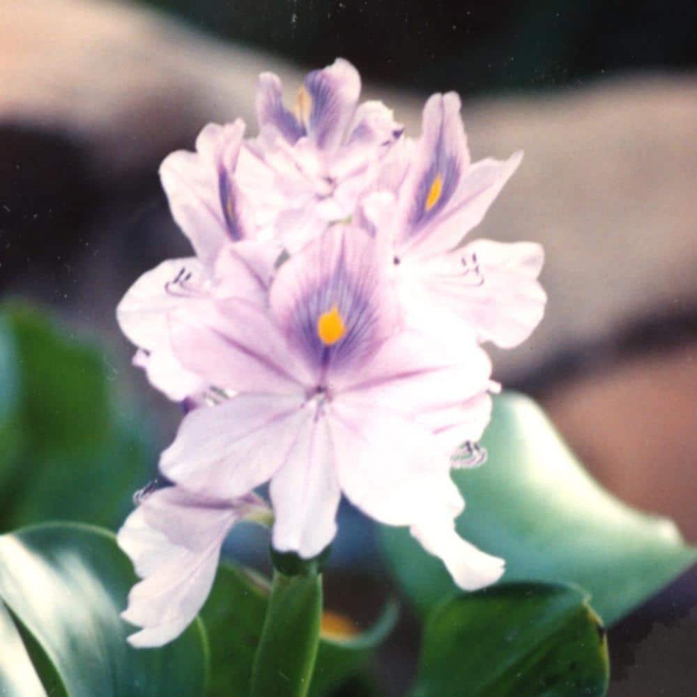 Givhandys Water Hyacinth Floating Aquatic Pond Plants (3-Pack