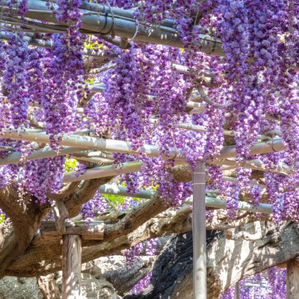 National Plant Network 2.5 Qt. Black Dragon Wisteria Plant with Dark Purple Blooms