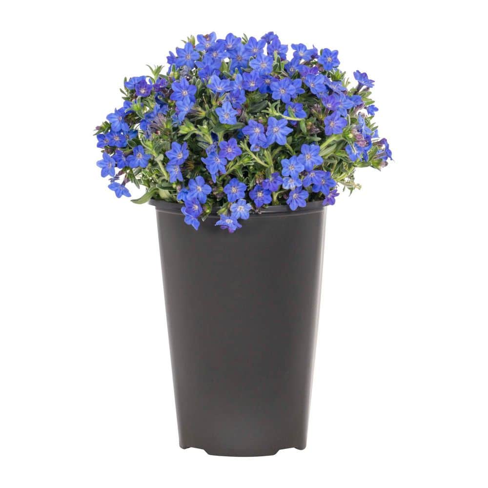 METROLINA GREENHOUSES 2 qt. Heavenly Blue and Purple Lithodora