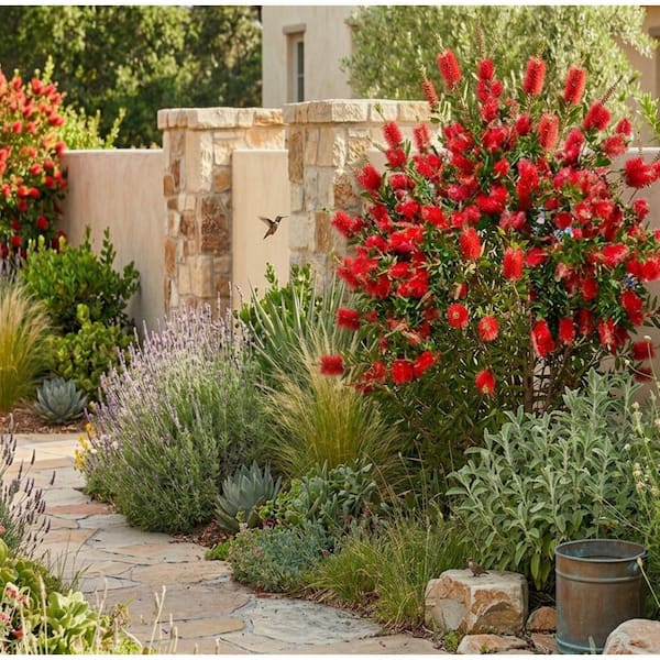 FLOWERWOOD 2.5 Gal. Red Cluster Bottlebrush Shrub (Callistemon Rigidus)  Live Plant with Red Flowers 09213FL - The Home Depot