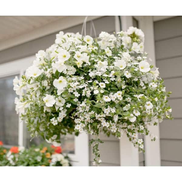 Gardenia Hanging Basket-Live Plant in a 10 Inch Hanging Pot-Gardenia Jasminoides-Beautiful and Stunning Flowering