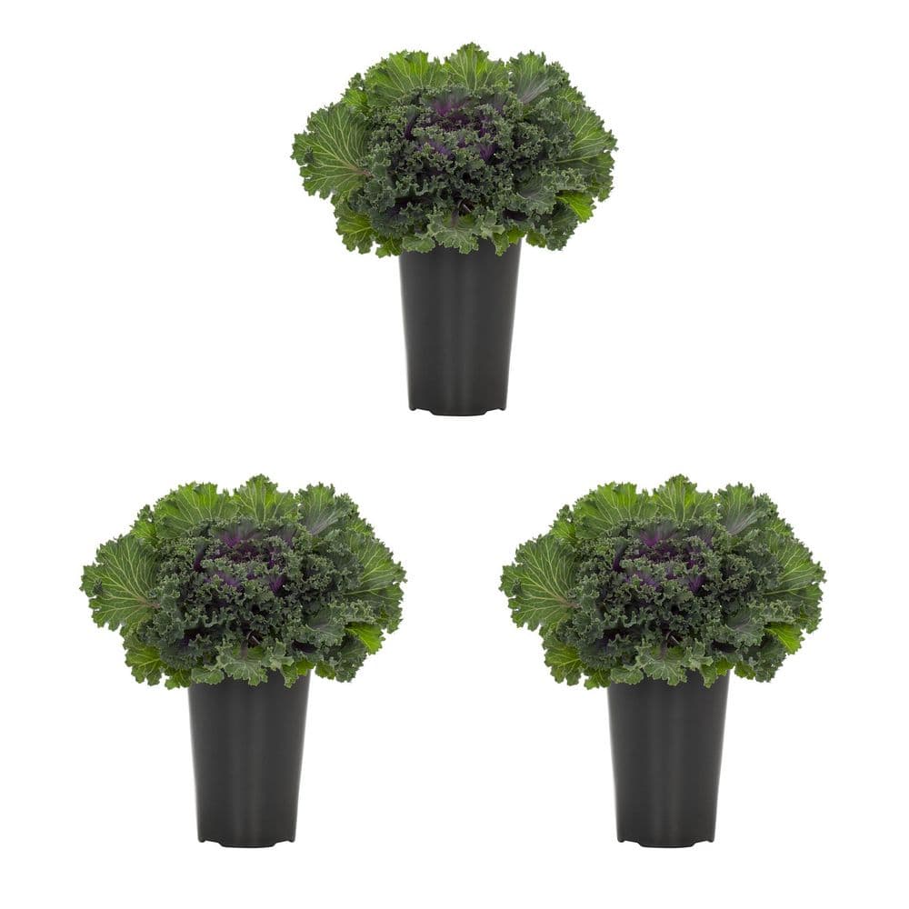 muskogee lavender crape myrtle tree Muskogee Crepe Myrtle Buy 1 Get 1 Free, Hardy In Your Zone, Fast Ship, 2-3 Feet / Buy 1 Get 1 Free