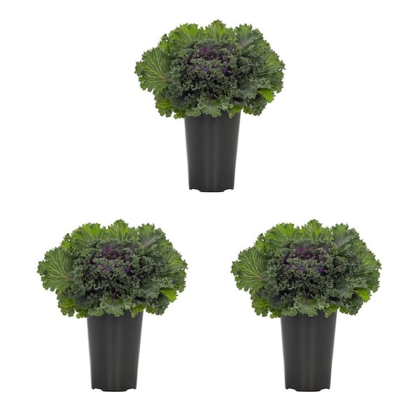2 qt. Purple Ornamental Kale Annual Plant (3-Pack)