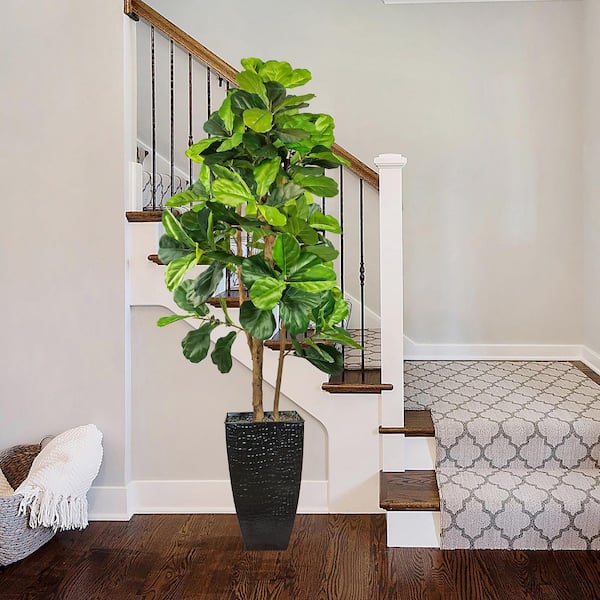 Unbranded 6-Foot Fig Tree in Black Metal Square Fluted Planter
