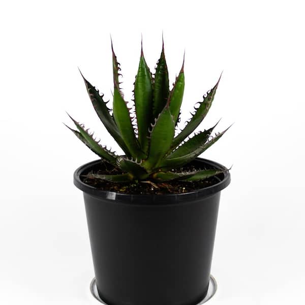 8 in. SPH Agave Americana Variegated Plant in Pot 1006125999 - The Home  Depot