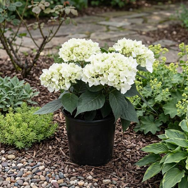 1 Gal. Vanilla Sky Hydrangea Perennial Plant with White Flowers (2