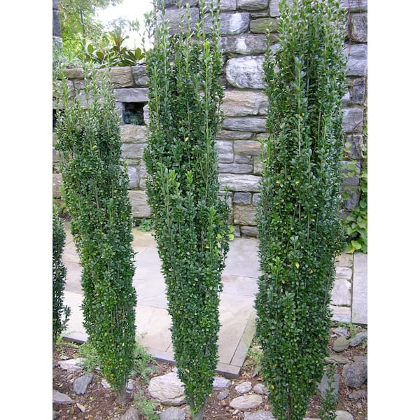 Online Orchards 1 Gal. Sky Pencil Japanese Holly Shrub Columnar Evergreen Especially Elegant in Containers and as Hedges