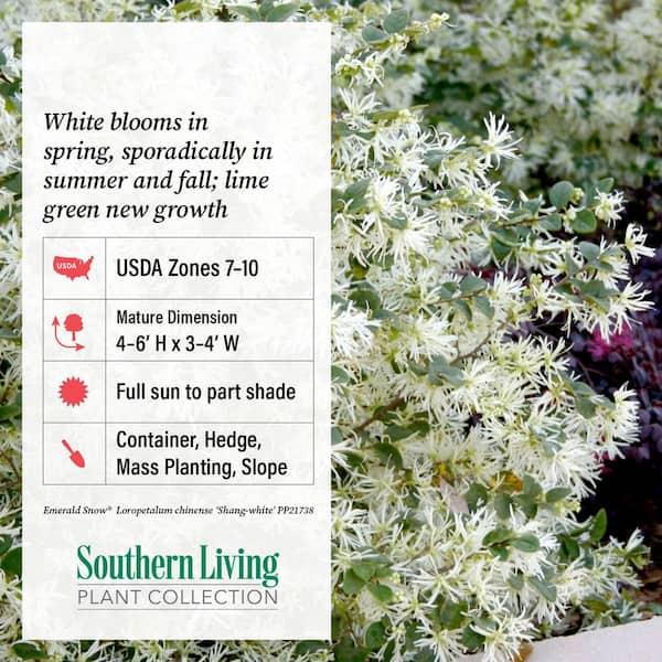SOUTHERN LIVING 2 Gal. Emerald Snow Semi-Dwarf Loropetalum, Evergreen Shrub  with Green Foliage, White Ribbon Blooms 42112 - The Home Depot