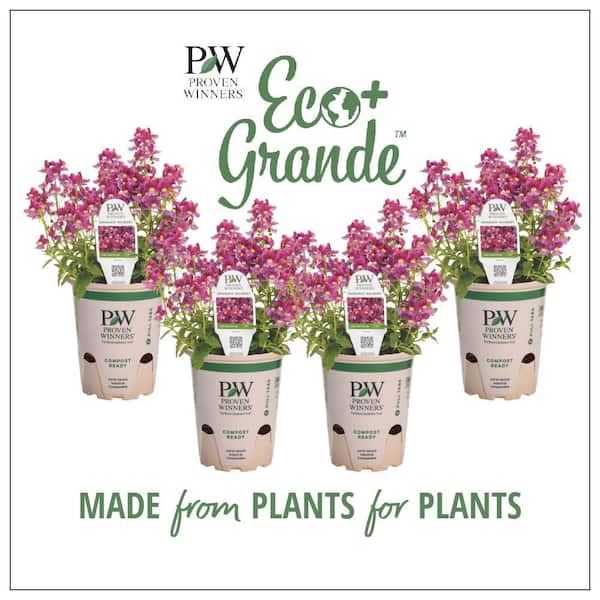 PROVEN WINNERS 4.25 in. Eco+Grande Aromance Mulberry (Nemesia