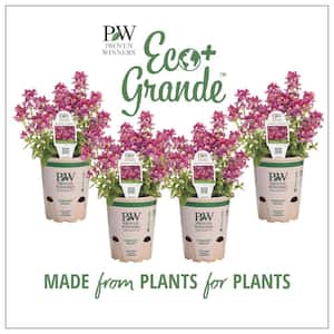 4.25 in. Eco+Grande Aromance Mulberry (Nemesia) Live Plant, Purple Flowers (4-Pack)