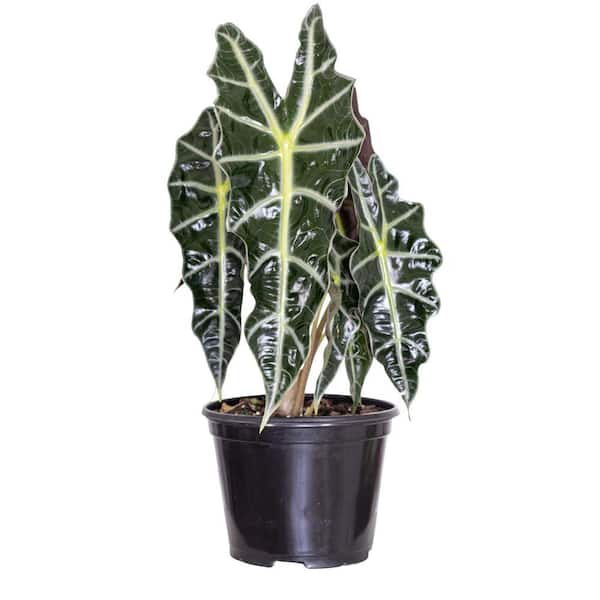 17 Cm. Cucullata Alocasia Plant in Sea Grass Pot