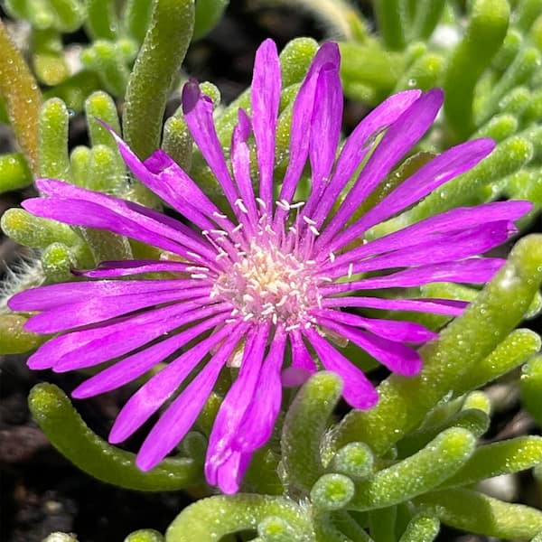 Cesicia 4 in. D x 3.5 in. H Non-Fragrant Pink Ice Plant with Pink Flowers (3-Pack)