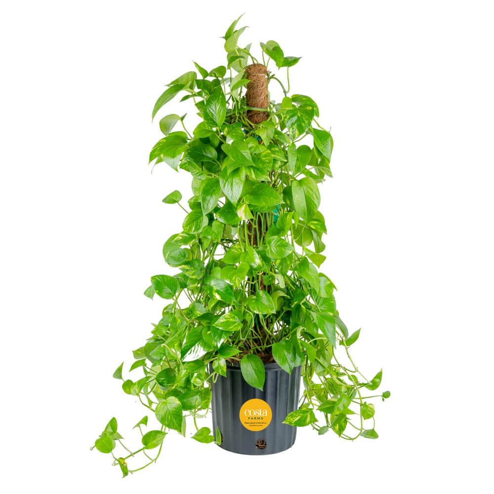 Costa Farms 10 in. Pothos Plant with Totem Pole in Grower's Pot L-GTP-G ...