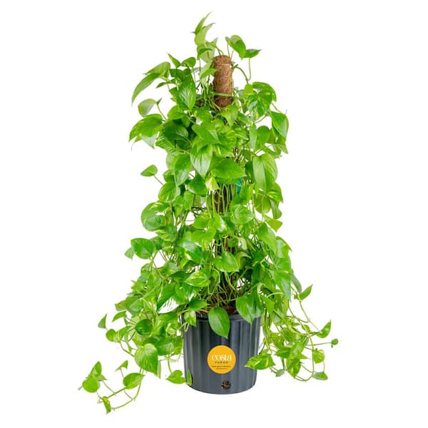 Costa Farms 10 in. Pothos Plant with Totem Pole in Grower's Pot, Avg. Shipping Height 3-4 ft. Tall
