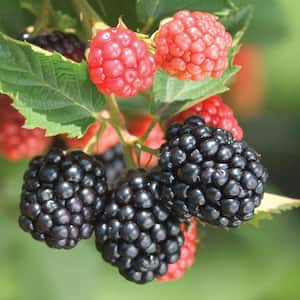 Triple Crown Blackberry (Rubus) Live Bareroot Fruiting Plant (1-Pack)