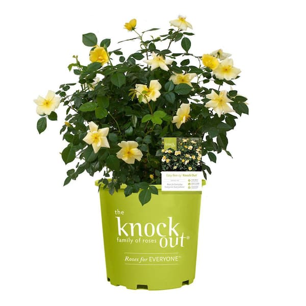3.0 Gal. Easy Beezy Knock Out Rose Bush with Fragrant Yellow Flowers 1 Each